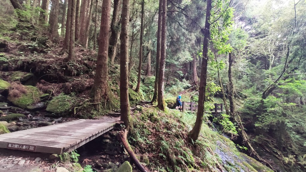 檜山巨木森林步道_1779522
