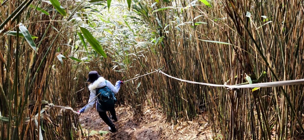 【中級山】台北版抹茶山竟然有免申請路線，小觀音山西峰單攻，順遊頂湖海芋步道，竹子湖黑森林_2742394