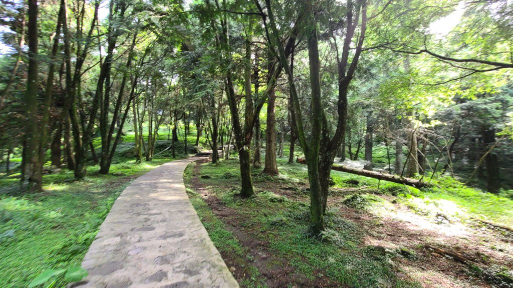 東眼山步道_1066647