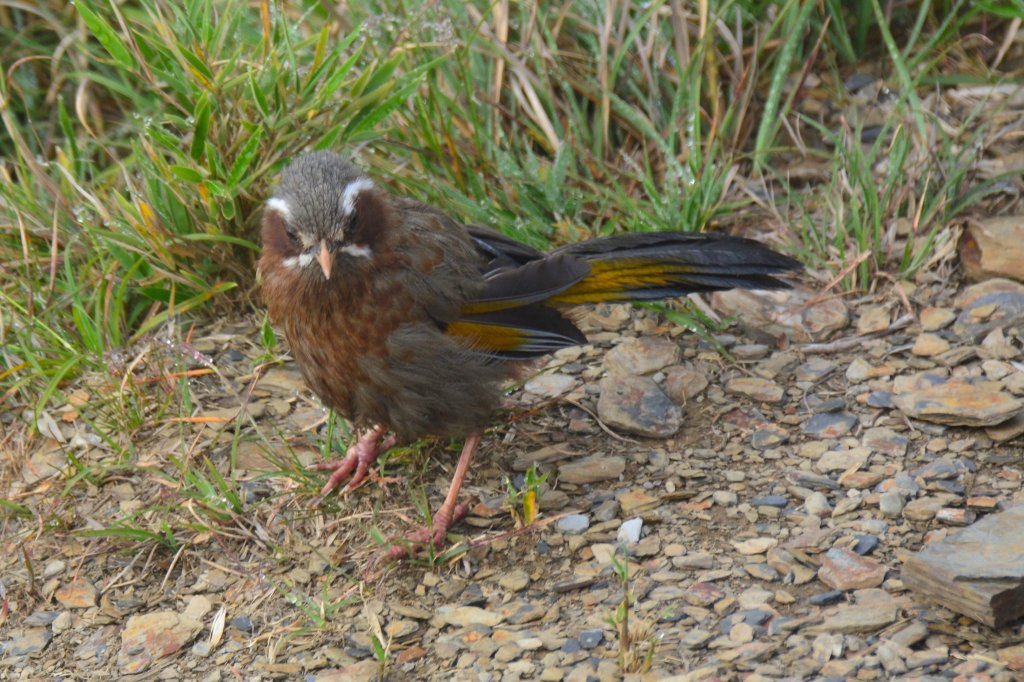 合歡山群峰_1775466