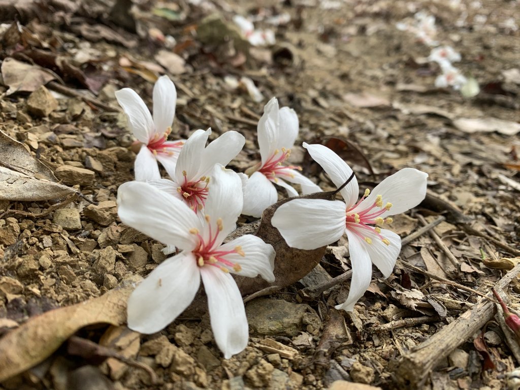 20250419屏東佳平山-虻彈山封面圖