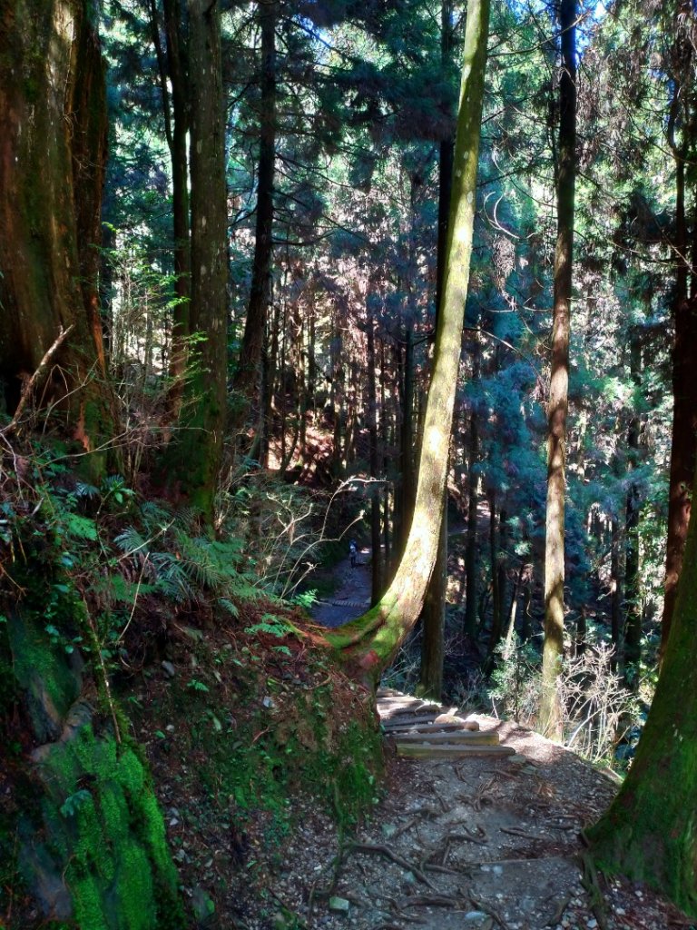 檜山巨木群步道_1662884