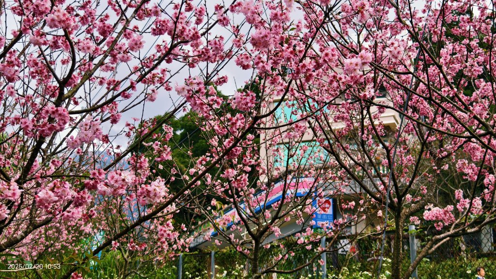 2/20 #天元宮 #墨染櫻(香水櫻)  #楓樹湖 #木蘭花(辛夷)_2716233