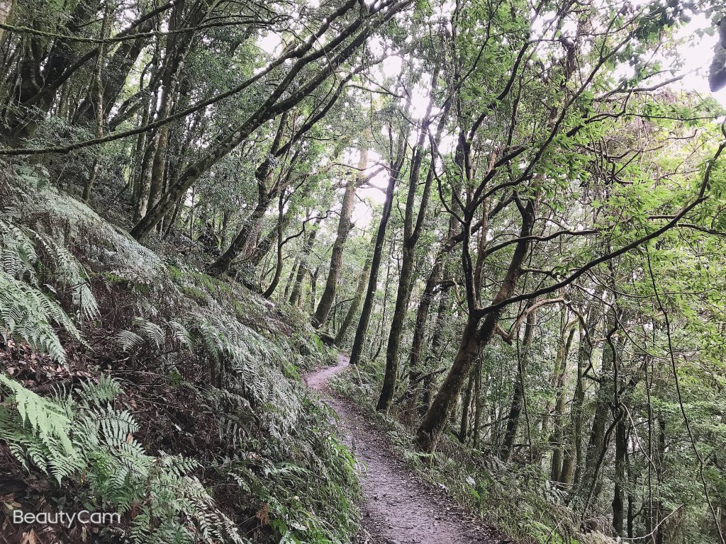 ~ 鎮西堡巨木群步道（B區） ~_1299580