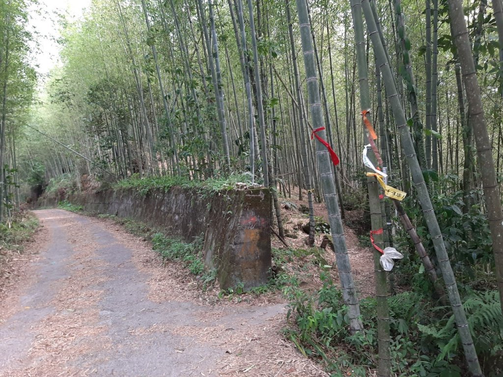 溪頭山、竹崙山、志騰山3山連走_1484362