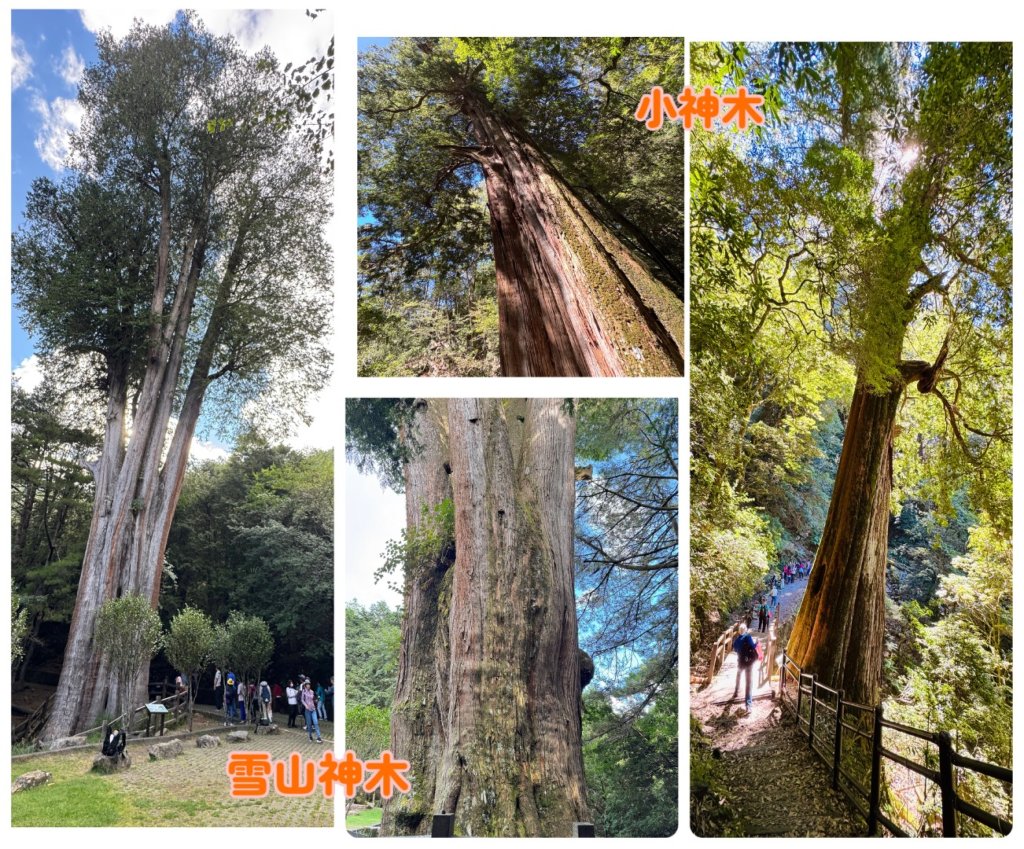 漫遊大雪山森林 訪尋雪山大小神木 快閃天池封面圖