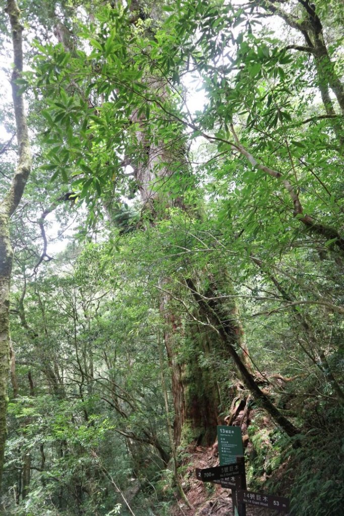 〔桃園復興〕拉拉山巨木，史詩級魔幻森林，75公頃紅檜 扁柏森林浴_2237176