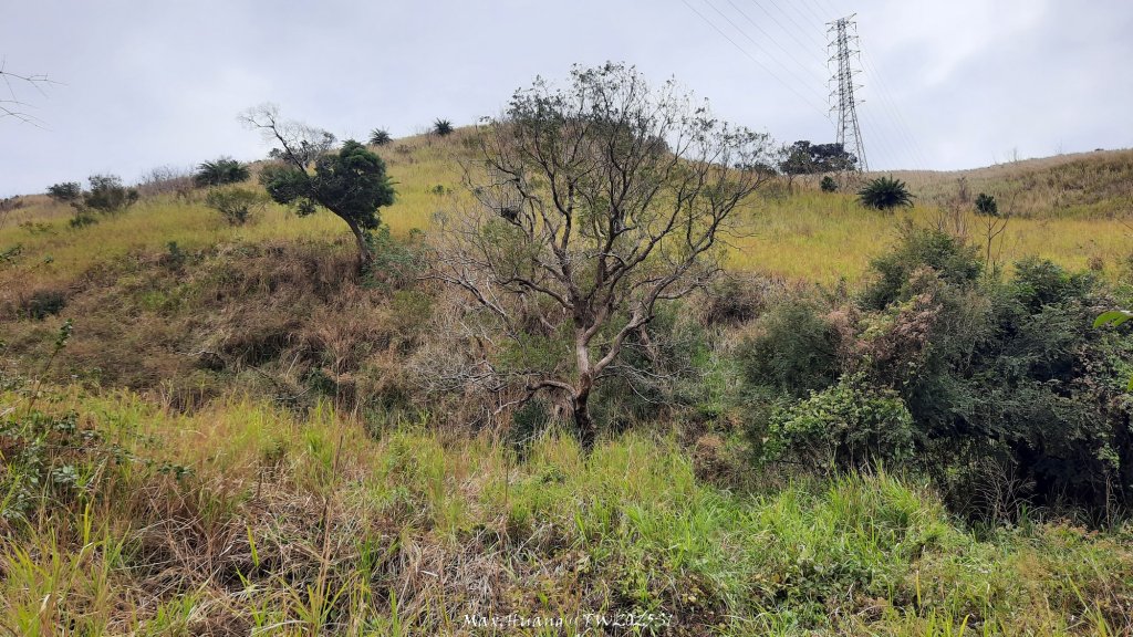 《台中》桃李爭妍｜竹坑南寮步道上竹坑山接瑞井步道O繞20250209_2710047