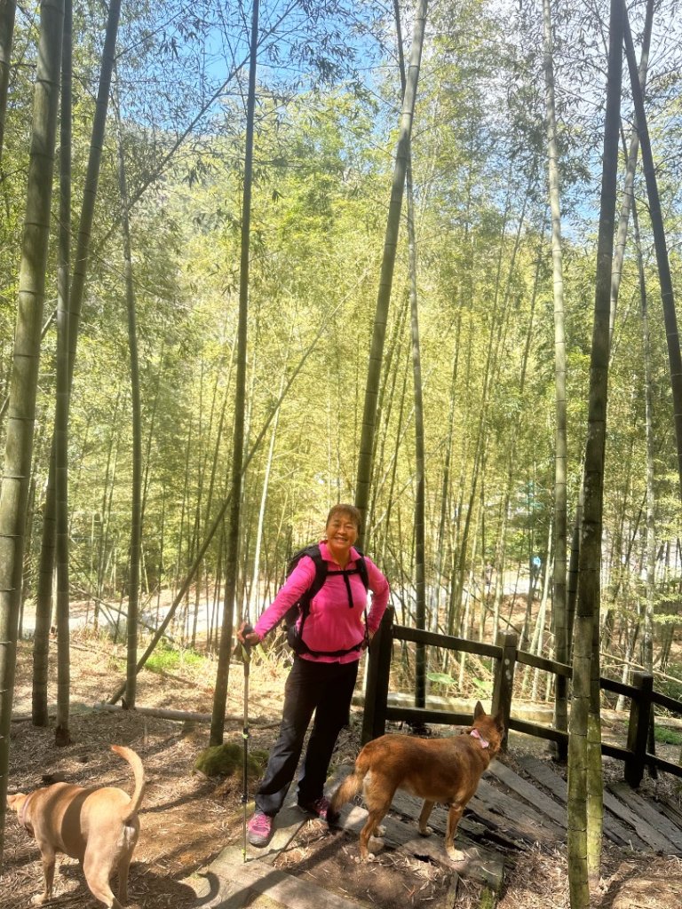 嘉南雲峰、九穹神木_3014477