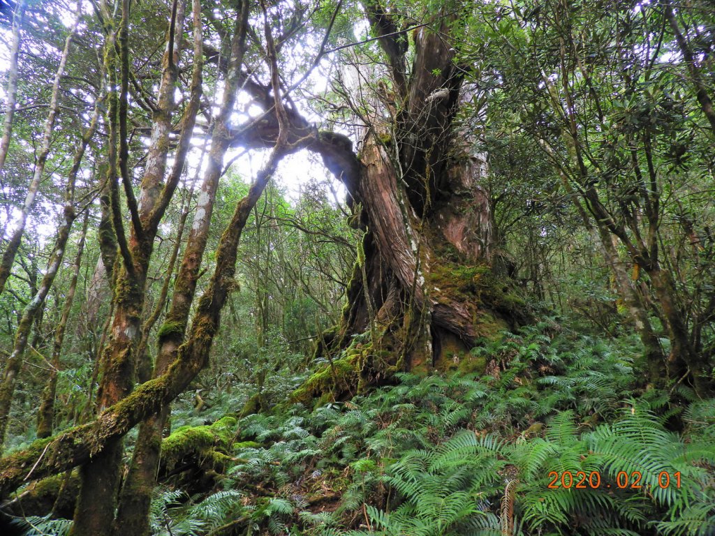 桃園 復興 拉拉山_820557