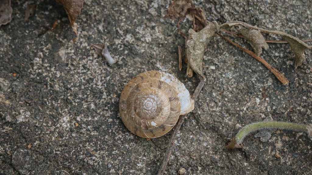 遇見淡水版花園鰻 - 半嶺水圳步道上游段 & 松溪瀑布_2651167
