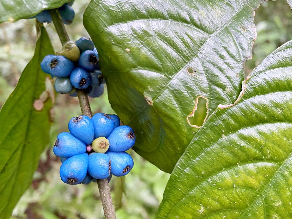 草嶺古道賞芒趣    2021/11/15_1518387