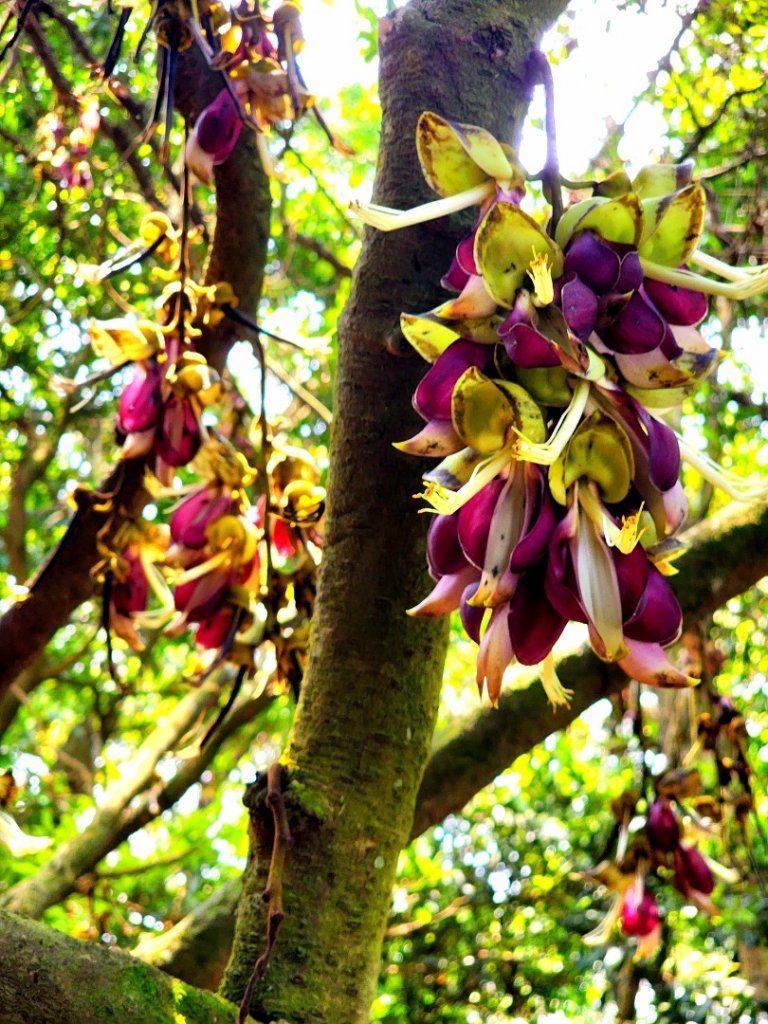 溪州山+新溪州山_2107632
