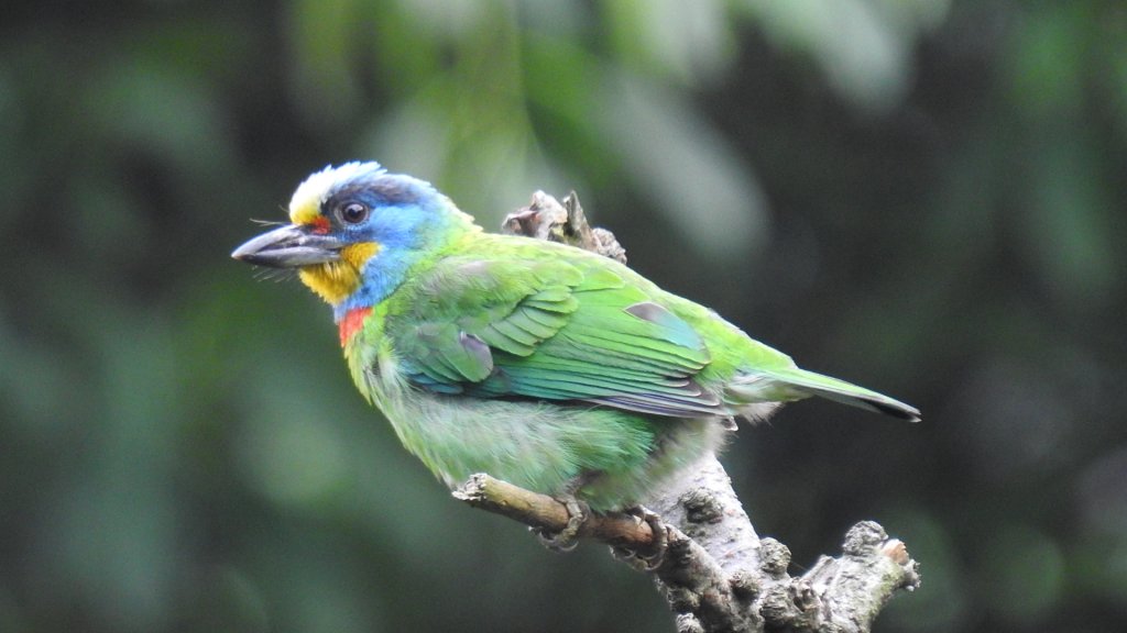 陽明山趴趴走 #琉璃光雲海 ，首拍 #綠鳩 4/27_2770739