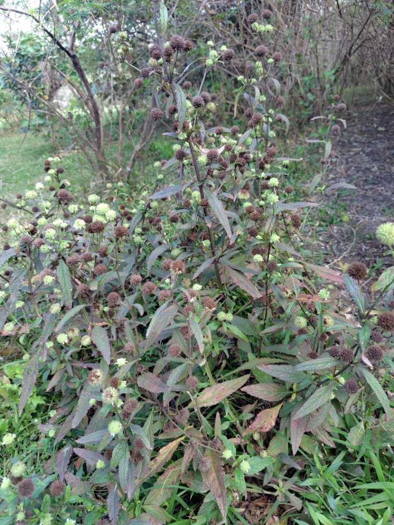 恆春大縱走連走白沙彌山出呆風草原_2991510