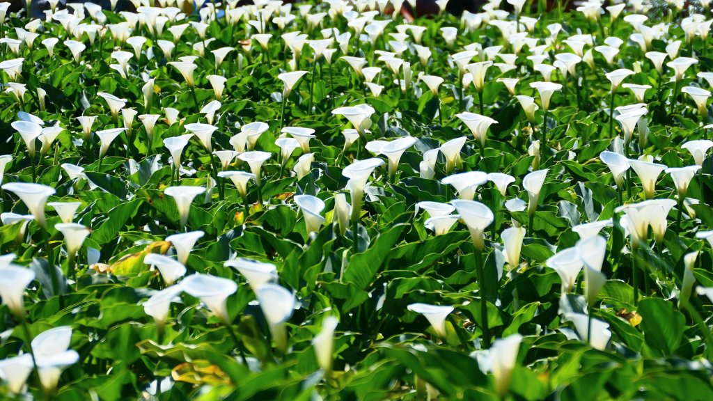 猴崁古道。盧特訪積_2773328