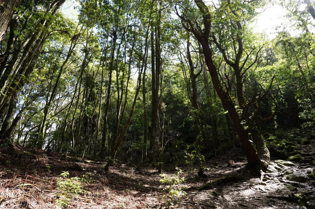 台中 和平 馬崙山_2796944