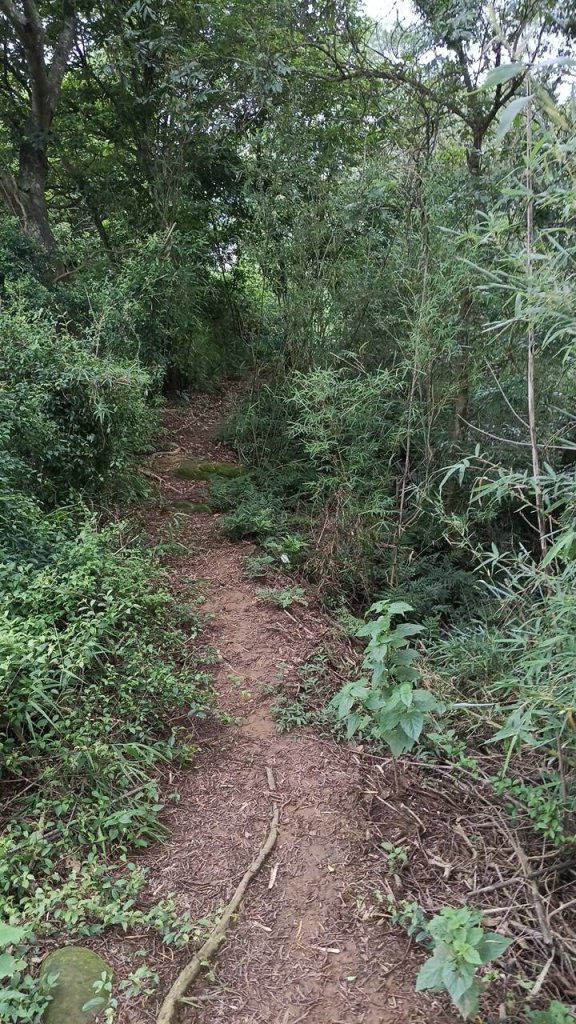 20250607 新竹竹東三山(樹杞林山 - 新具庄山 - 員崠子山)  O型_2808940