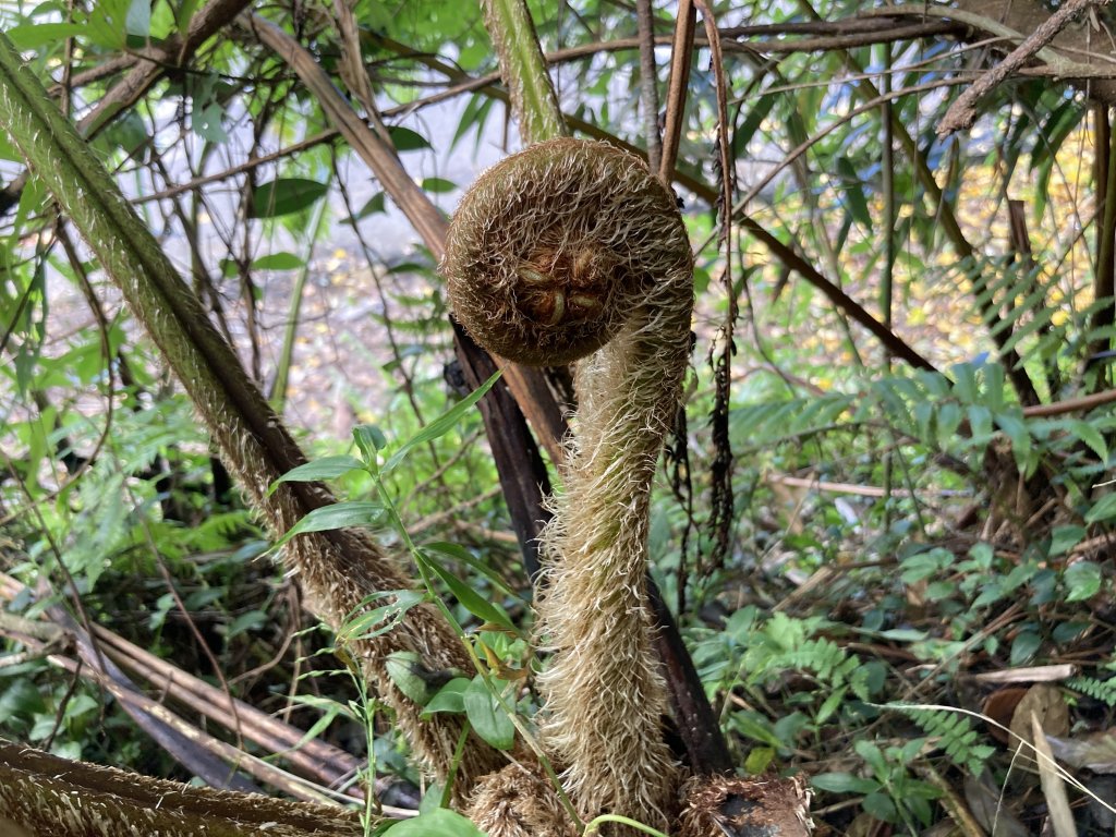2022.11.13 小油坑山-大屯山三峰-面天坪-貴子坑（臺北大縱走第二段）_1920447