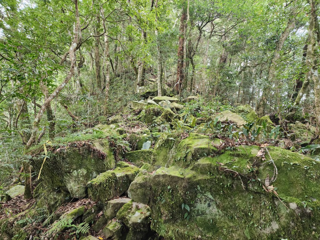 20240317八五山李棟山鳥嘴下山O型_2486231