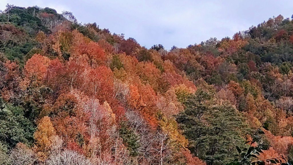 20241221 霞喀羅二天一夜露營賞楓封面圖