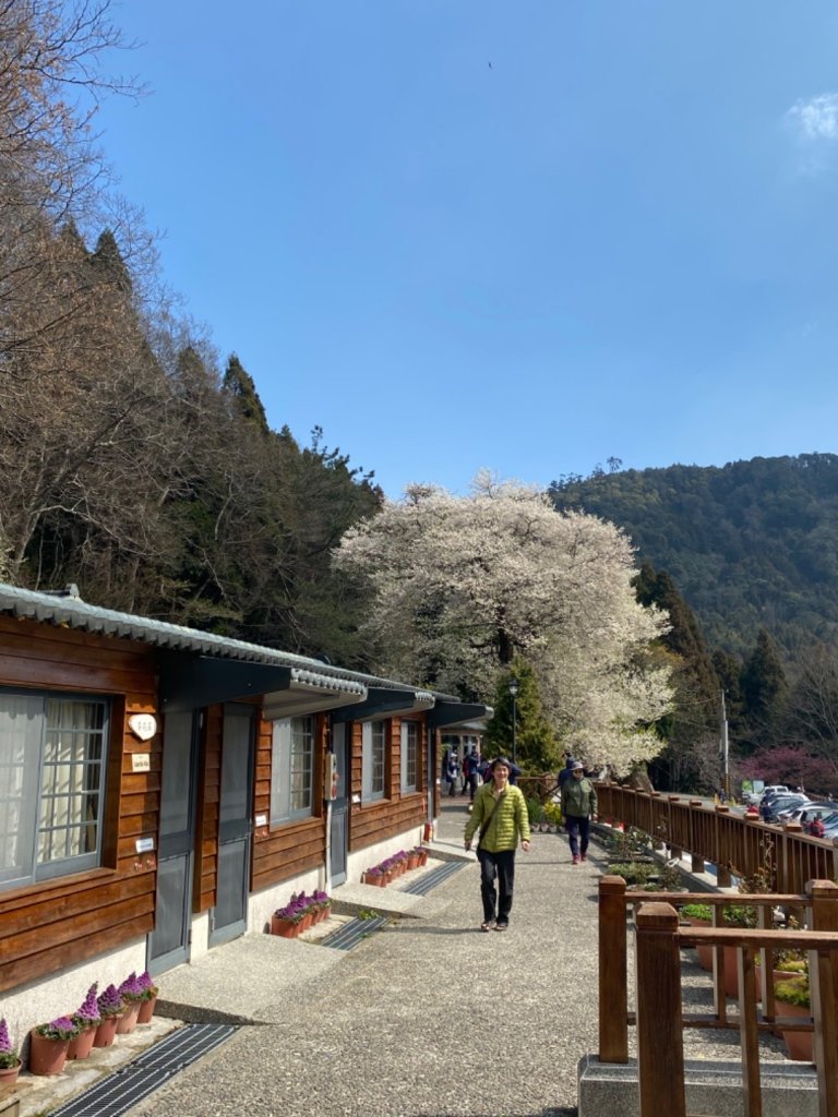 霧社櫻王 只櫻有你_873190