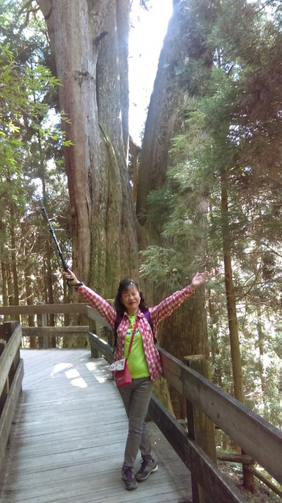 高聳雲天的檜山巨木群步道封面圖