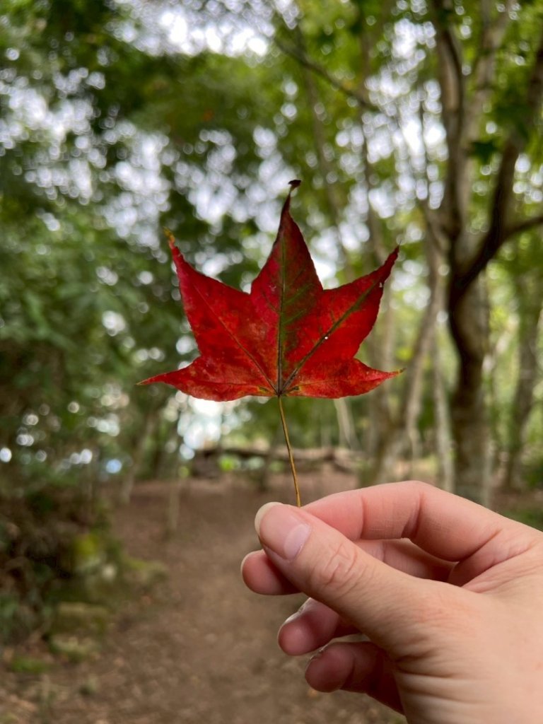 馬那邦山（珠湖登山口）_2933966