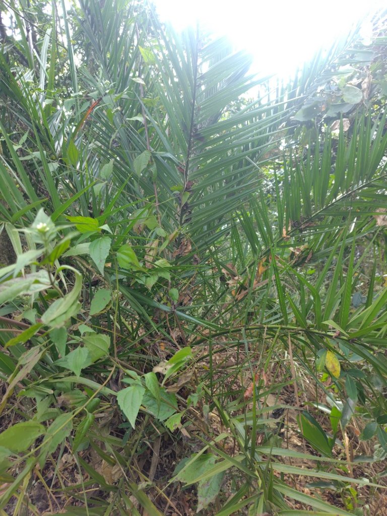 大棟山系南段 水利古道西口 上 竹高崙山 連走 鳥子嶺 坑仔內山 大崖山 下 龍目井農場_2953131