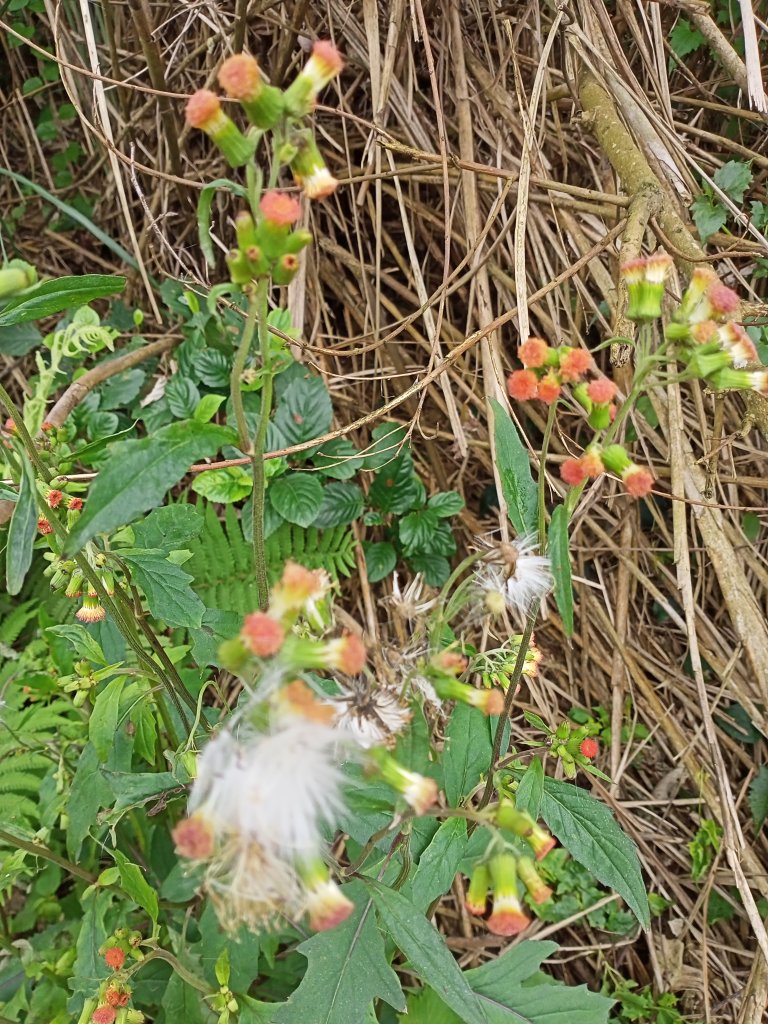 從新（心）出發遊蘆竹 - 横坑山、大古山_1317817