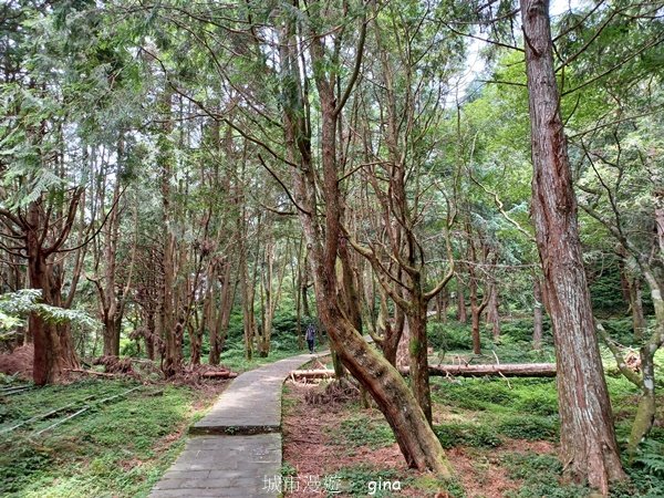 【桃園復興】台灣百大必訪步道。 東眼山森林遊樂區-東眼山自導式步道_2835915