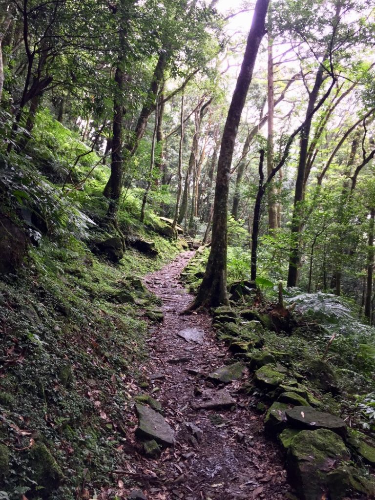 東眼山 小百岳No.22_398246