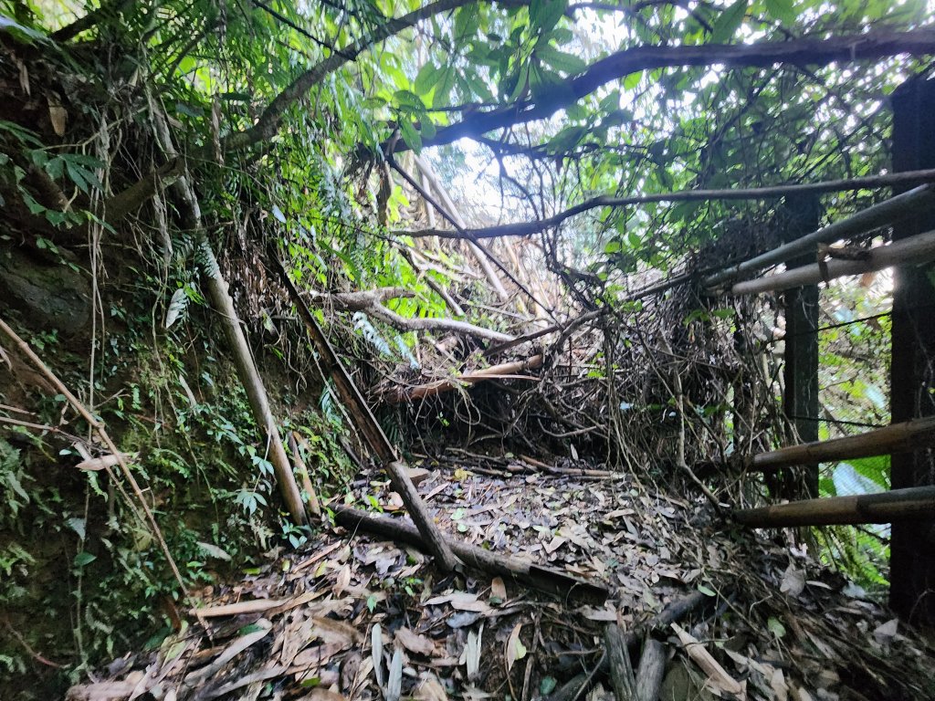 20250216水社大山潭南線_2746108