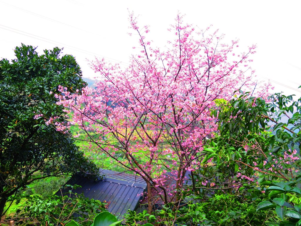 貓空 杏花林 滿園春色_278310