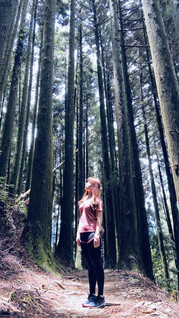 新竹檜山巨木群步道封面圖