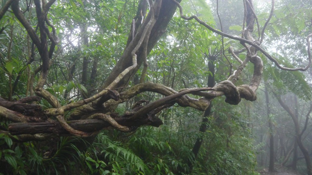 暖東舊道登山健行趣(淡蘭中路TK2-3)_1616826
