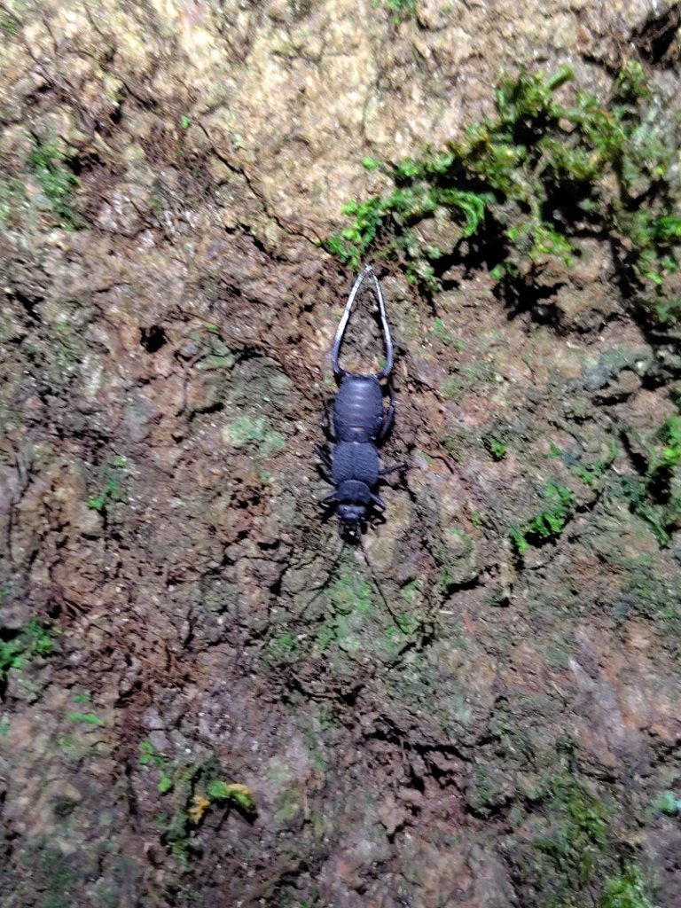 南東眼山連走有勝山_2918713