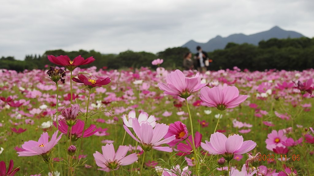 2022愛戀關渡花現幸福_1899556