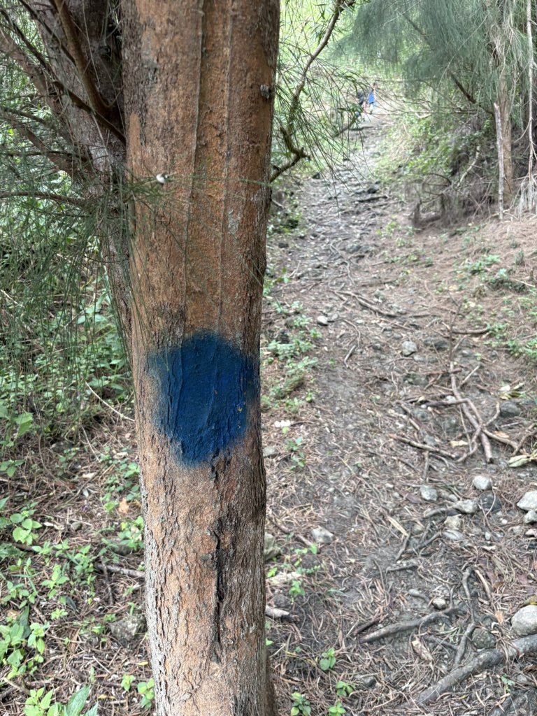 20251129大山母山步道_2951871