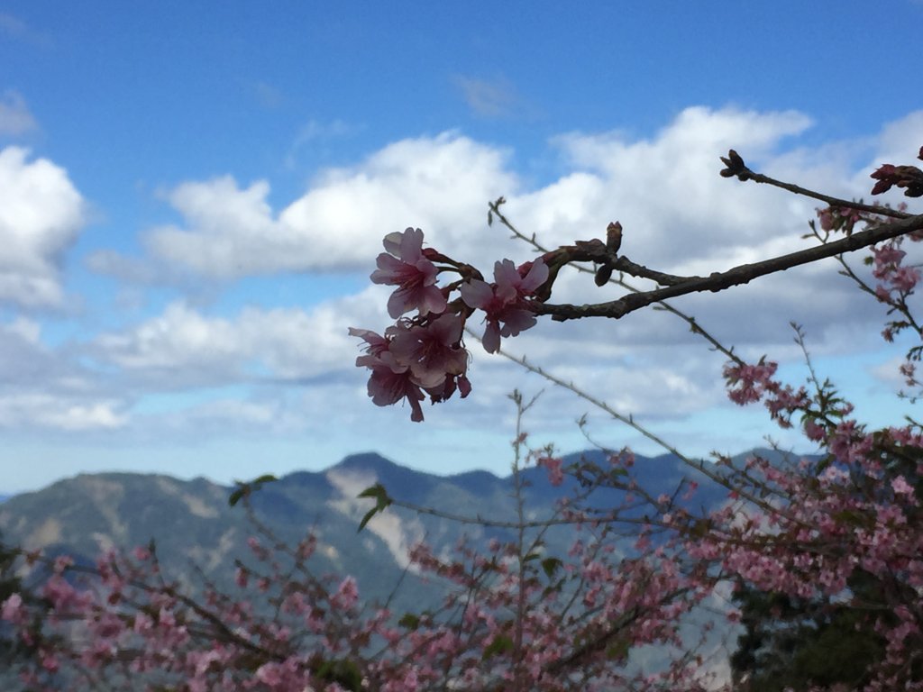 20230122高雄二集團櫻花公園_2014823