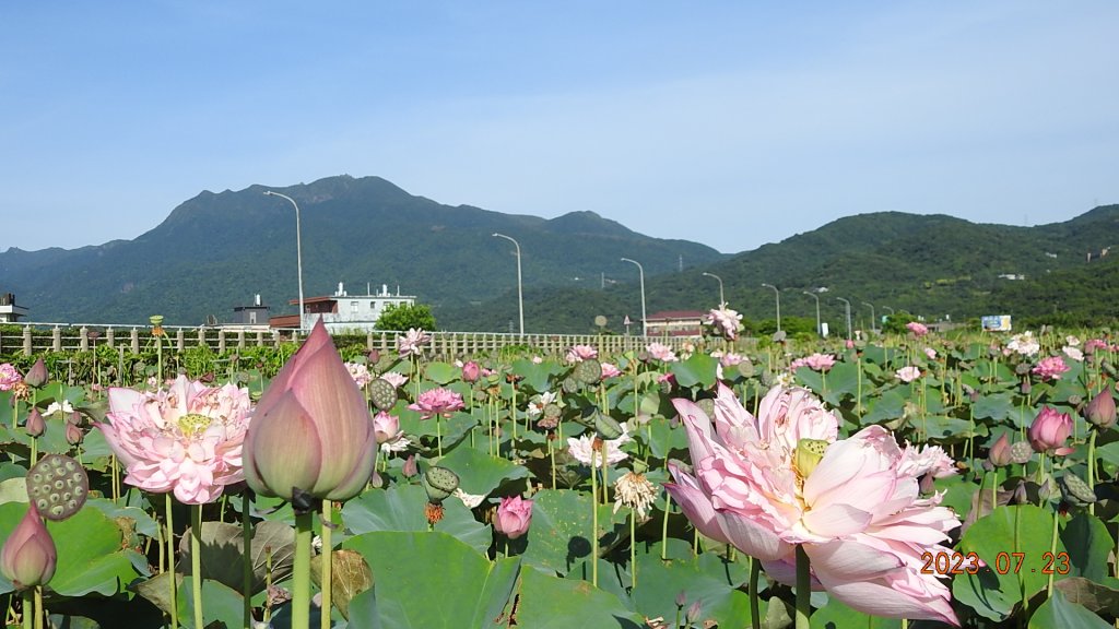 雲山水花鳥蝶 - 天龍國阿伯的日常 7/23 仰望美人的靜凝_2228233