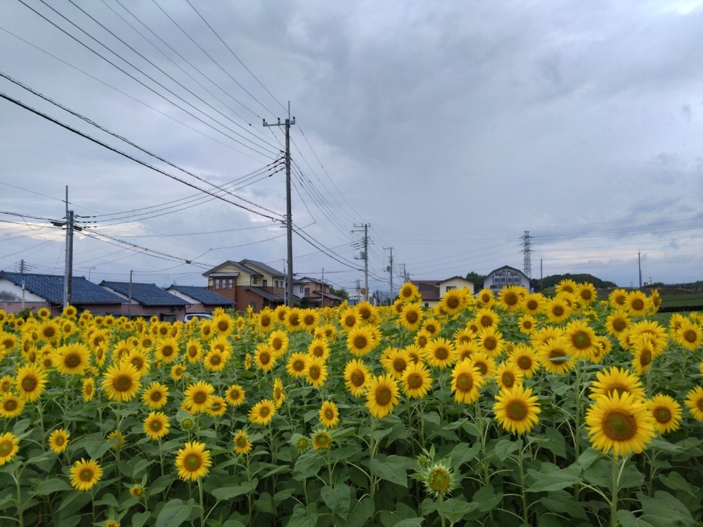 富士山御殿場線~海拔0至3776_2559121