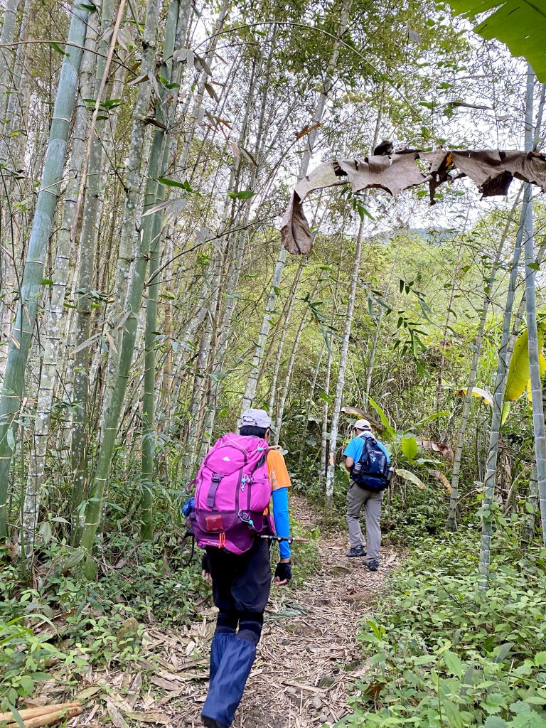 溪頭南鳳凰山、天文台O型走    2021/5/5_1374199