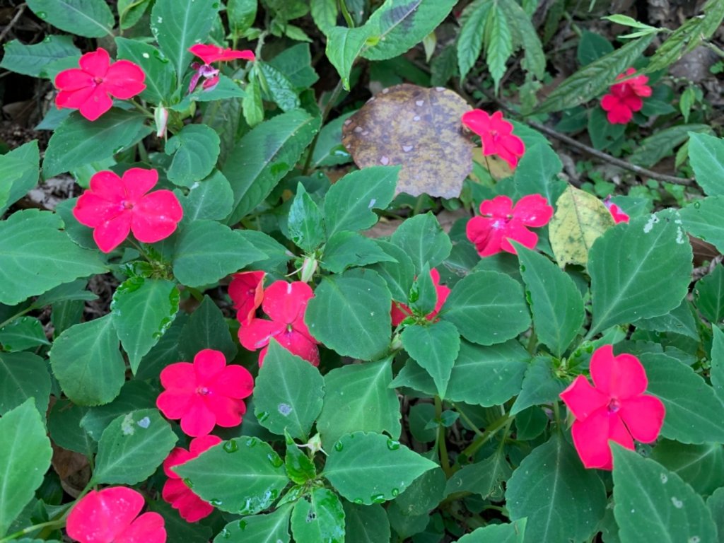 谷關七雄老六～白毛山_562524