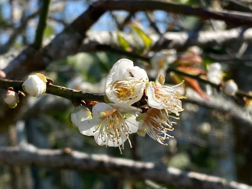 阿拔泉山稜步道走獨立山(小百岳#58)_1618710