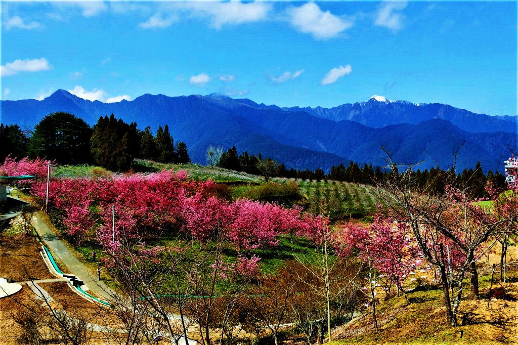 千櫻園 • 滿園粉紅棉花糖掛樹稍_1620712