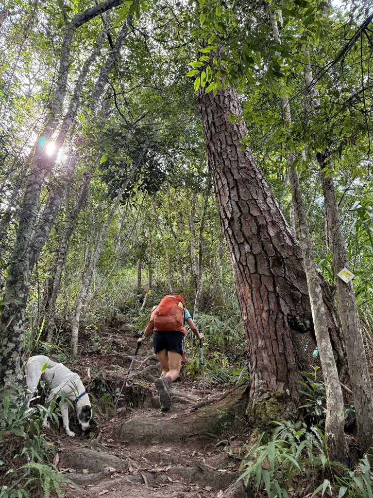 唐麻丹+蝴蝶谷O繞_2887831
