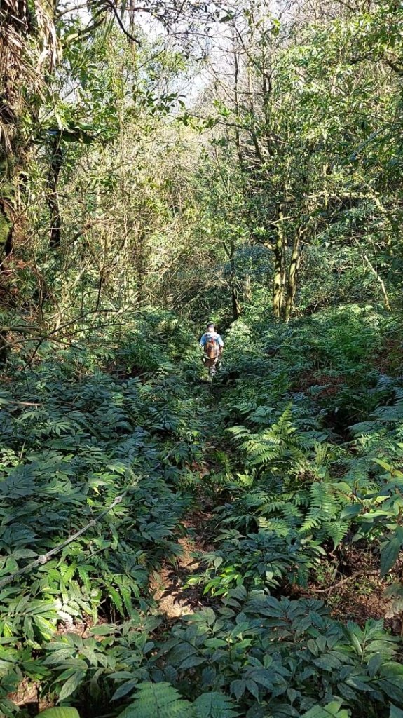 蛇來運轉之蛇年爬蛇山  蛇子形古道-三爪子坑山-蛇子崙山O型_2784016