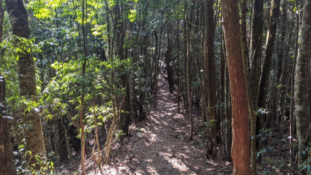 八仙山主峰步道 (松鶴線)_2042858