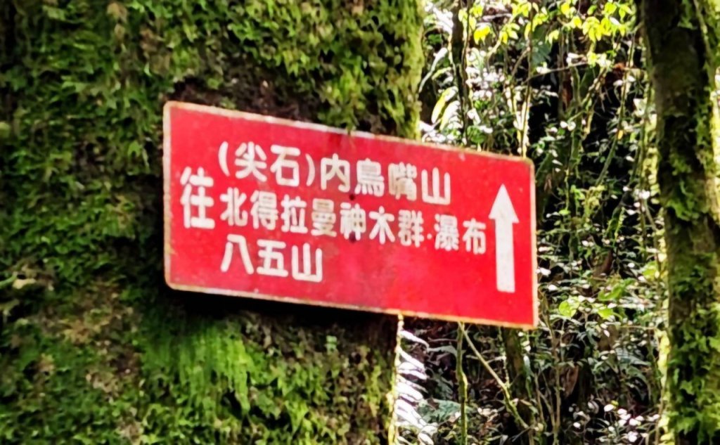 【中級山 】北得拉曼巨木步道，連走內鳥嘴山_2742196